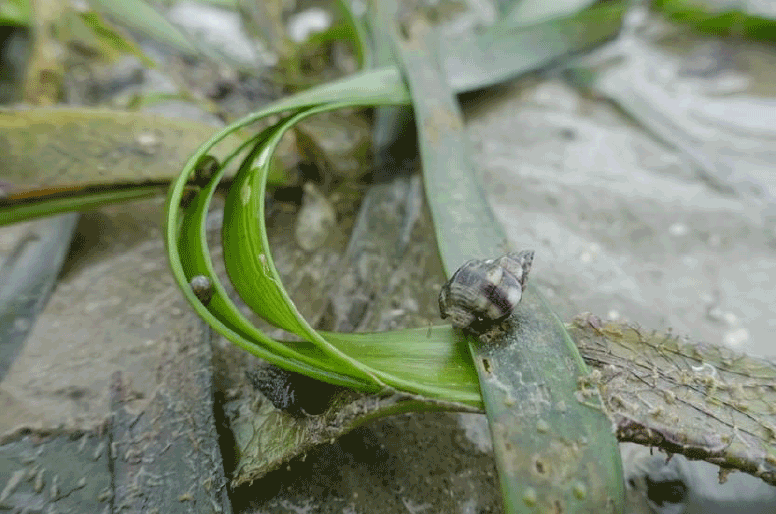 Middle Bank marine life under threat